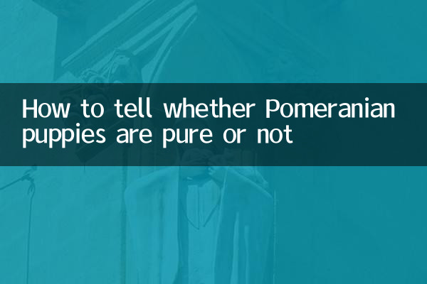 Comment savoir si les chiots de Poméranie sont purs ou non