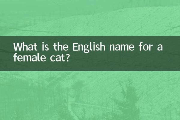 Wie lautet der englische Name für eine weibliche Katze?