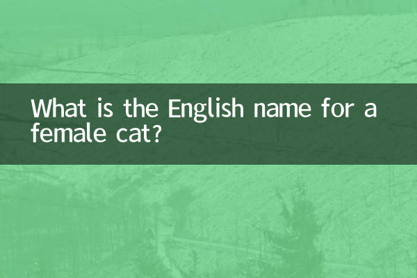 母貓取什麼英文名