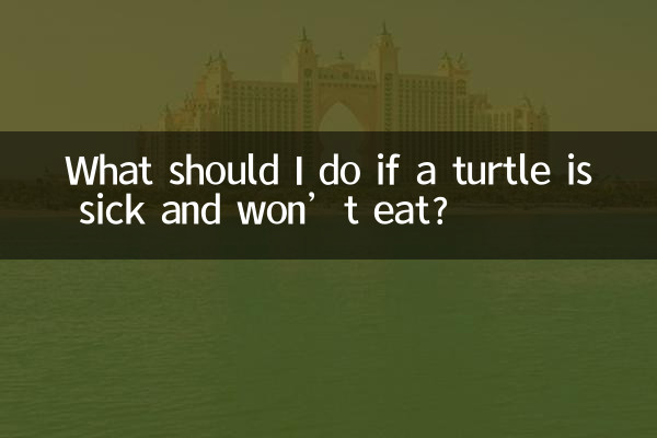 ماذا علي أن أفعل إذا مرضت السلحفاة ولم تأكل؟