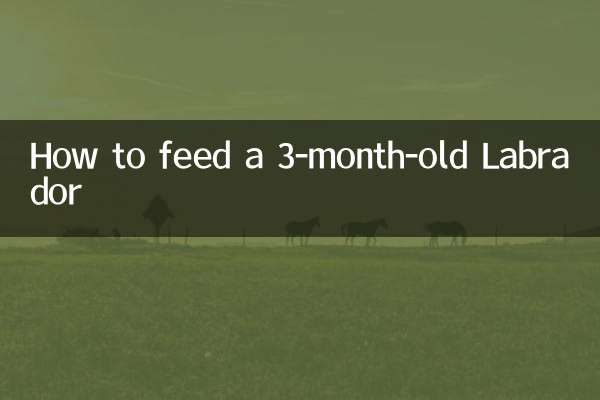 3个月拉布拉多怎么喂