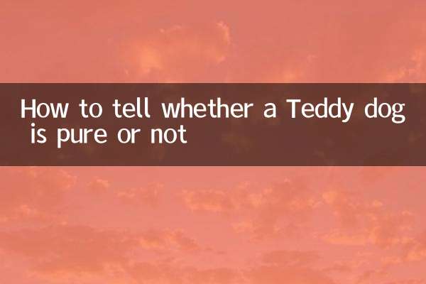 Comment savoir si un chien Teddy est pur ou non