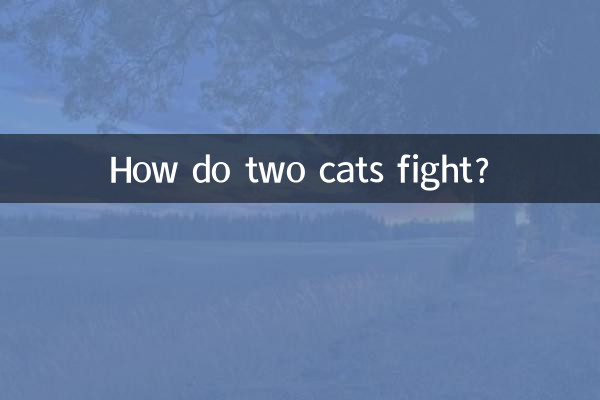 दो बिल्लियाँ कैसे लड़ती हैं?