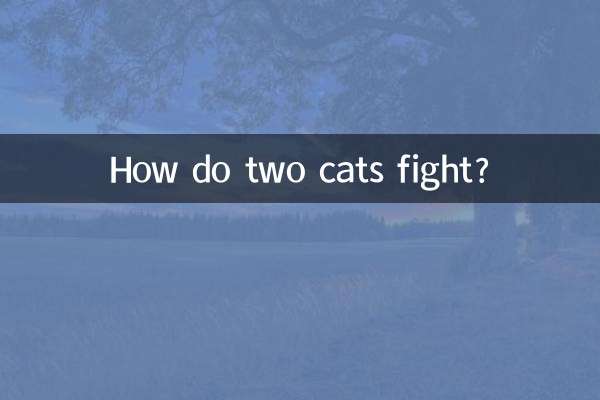 दो बिल्लियाँ कैसे लड़ती हैं?