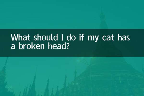 O que devo fazer se meu gato estiver com a cabeça quebrada?