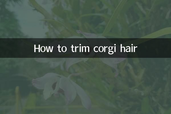 怎么修柯基犬毛