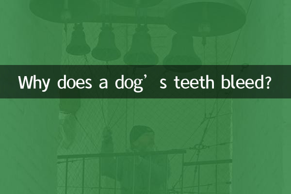 Why does a dog’s teeth bleed?