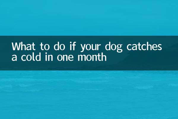 Was tun, wenn Ihr Hund innerhalb eines Monats eine Erkältung bekommt?