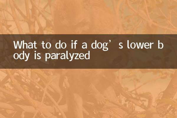 What to do if a dog’s lower body is paralyzed