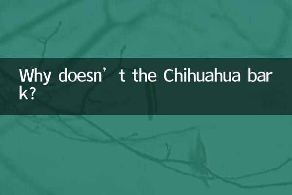 Why doesn’t the Chihuahua bark?