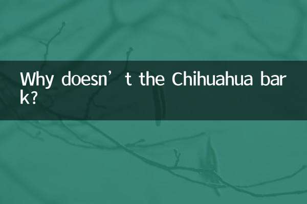 Why doesn’t the Chihuahua bark?