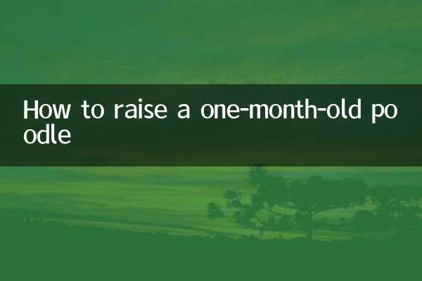 Come allevare un barboncino di un mese