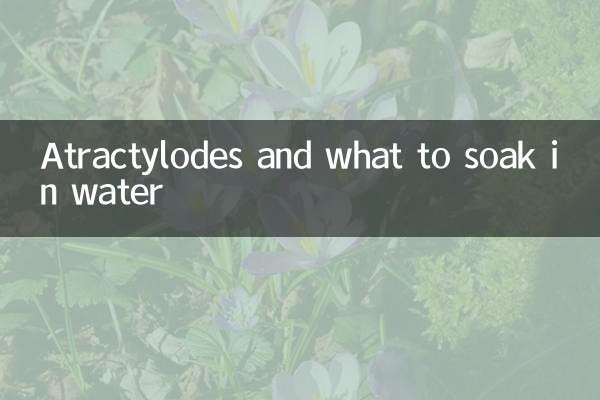 أتراكتيلودز وماذا ينقع في الماء