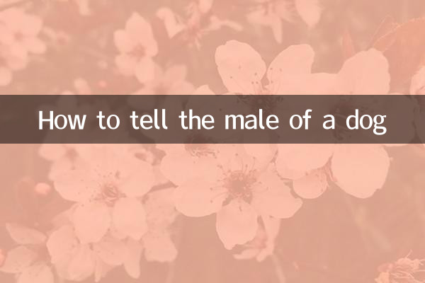 Como saber o macho de um cachorro