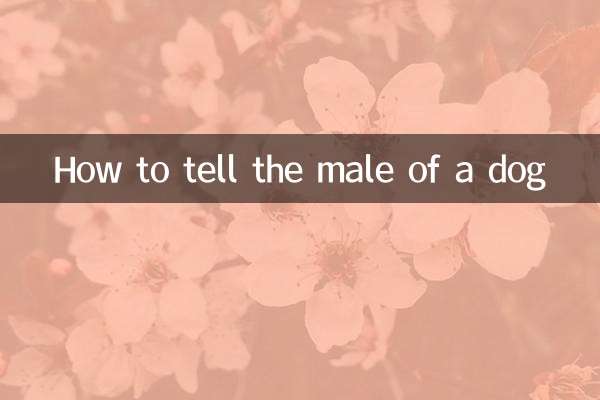 Cómo distinguir al macho de un perro