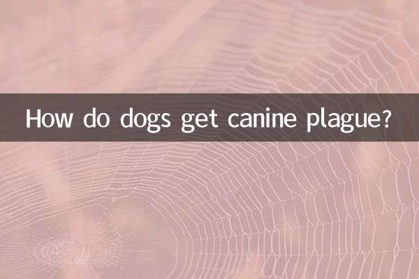 कुत्तों को कैनाइन प्लेग कैसे होता है?