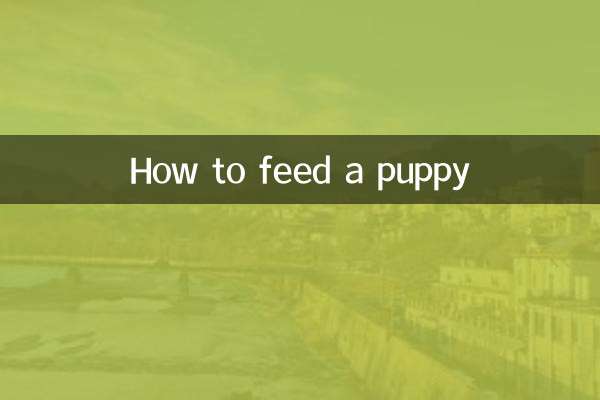 子犬に餌を与える方法