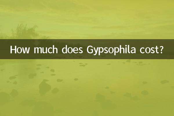 안개꽃의 가격은 얼마인가요?