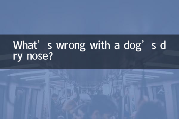 Что не так с сухим носом у собаки?