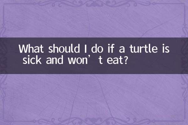 烏龜生病不吃東西怎麼辦