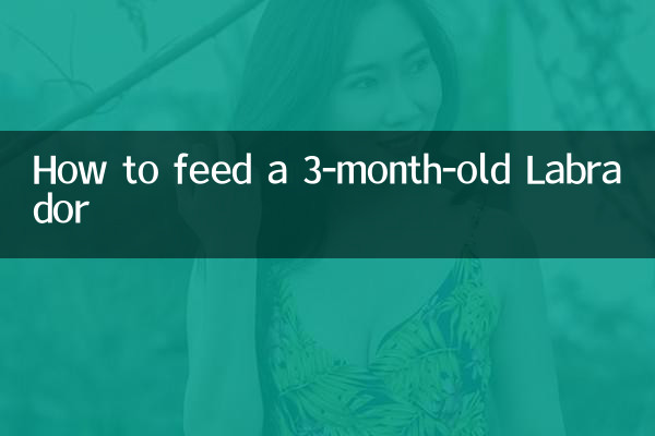نحوه تغذیه لابرادور 3 ماهه