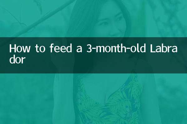 Come nutrire un Labrador di 3 mesi