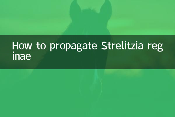 ストレリチア・レギナエの増やし方