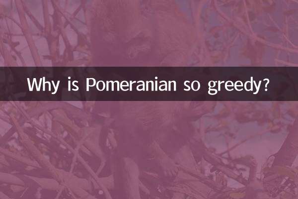 لماذا كلب صغير طويل الشعر الجشع جدا؟