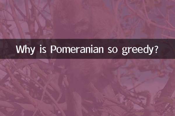 لماذا كلب صغير طويل الشعر الجشع جدا؟