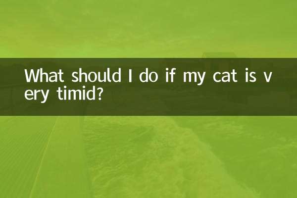 What should I do if my cat is very timid?