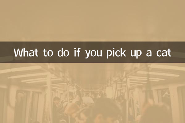 捡了只猫怎么办