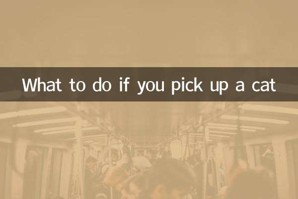 اگر آپ بلی اٹھائیں تو کیا کریں