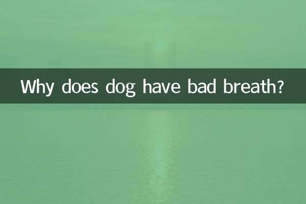 Почему у собаки неприятный запах изо рта?