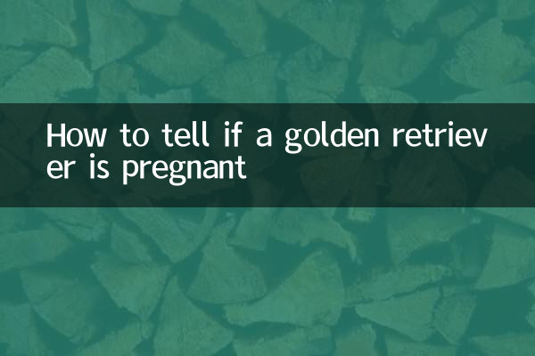 골든 리트리버가 임신했는지 확인하는 방법