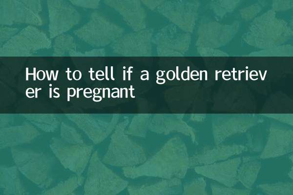 골든 리트리버가 임신했는지 확인하는 방법