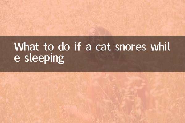 貓睡覺打呼怎麼辦