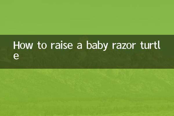 كيفية تربية السلحفاة الحلاقة الصغيرة