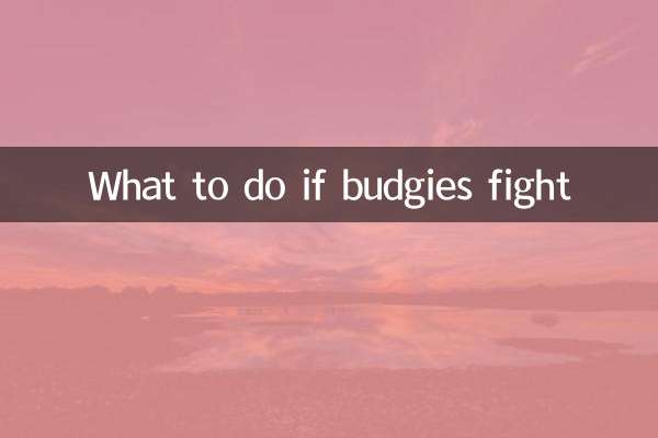 O que fazer se os periquitos brigarem