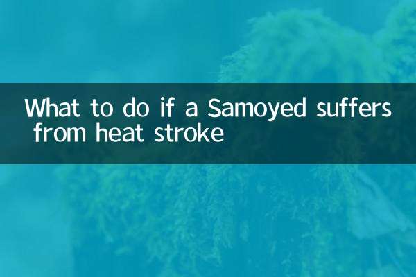 What to do if a Samoyed suffers from heat stroke