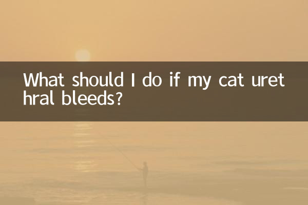 猫の尿道から出血した場合はどうすればよいですか?