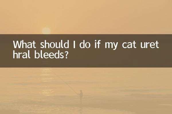 O que devo fazer se a uretra do meu gato sangrar?