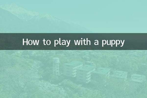 怎么和小狗玩耍
