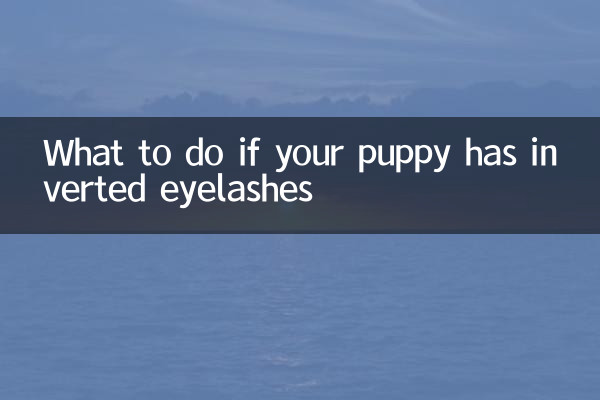 Cosa fare se il tuo cucciolo ha le ciglia invertite