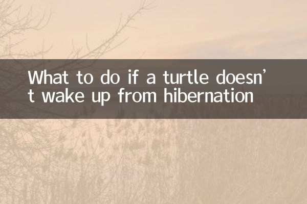 ماذا تفعل إذا لم تستيقظ السلحفاة من السبات؟