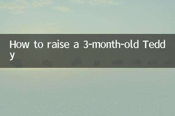 3개월 된 테디 키우는 방법