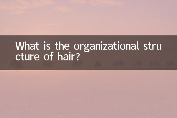 머리카락의 조직 구조는 무엇입니까?