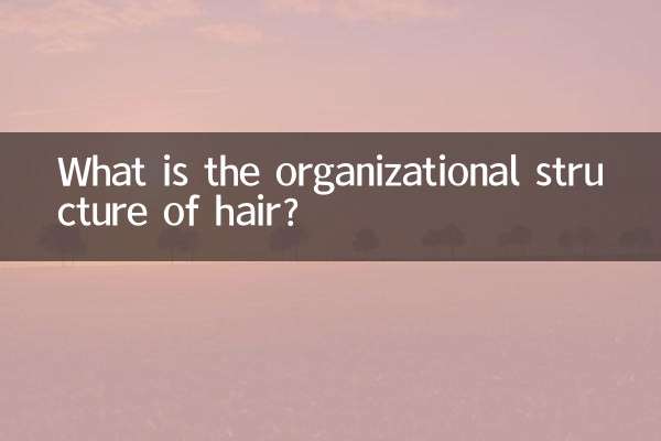 머리카락의 조직 구조는 무엇입니까?