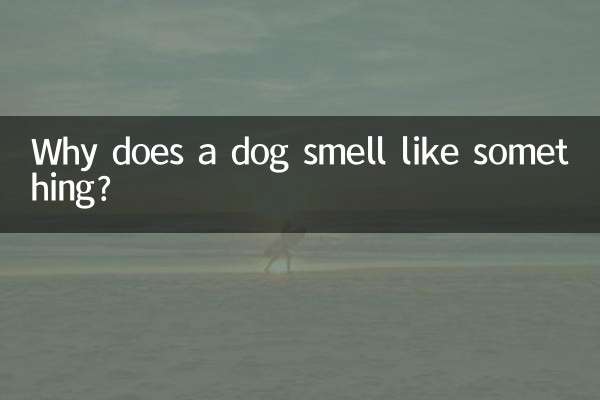 Pourquoi un chien sent-il quelque chose ?