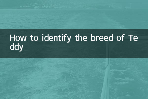 怎麼分辨泰迪的品種