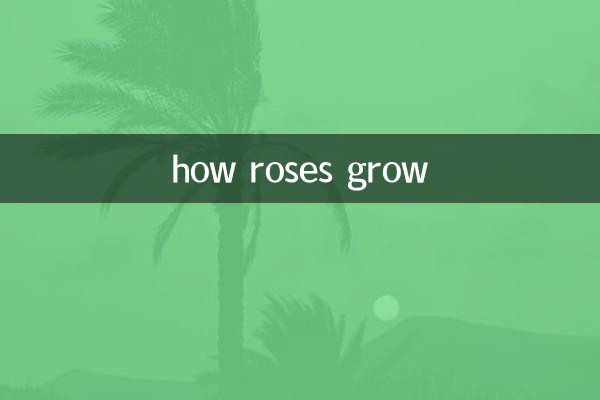 how roses grow
